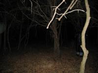 Chicago Ghost Hunters Group investigates Robinson Woods (233).JPG